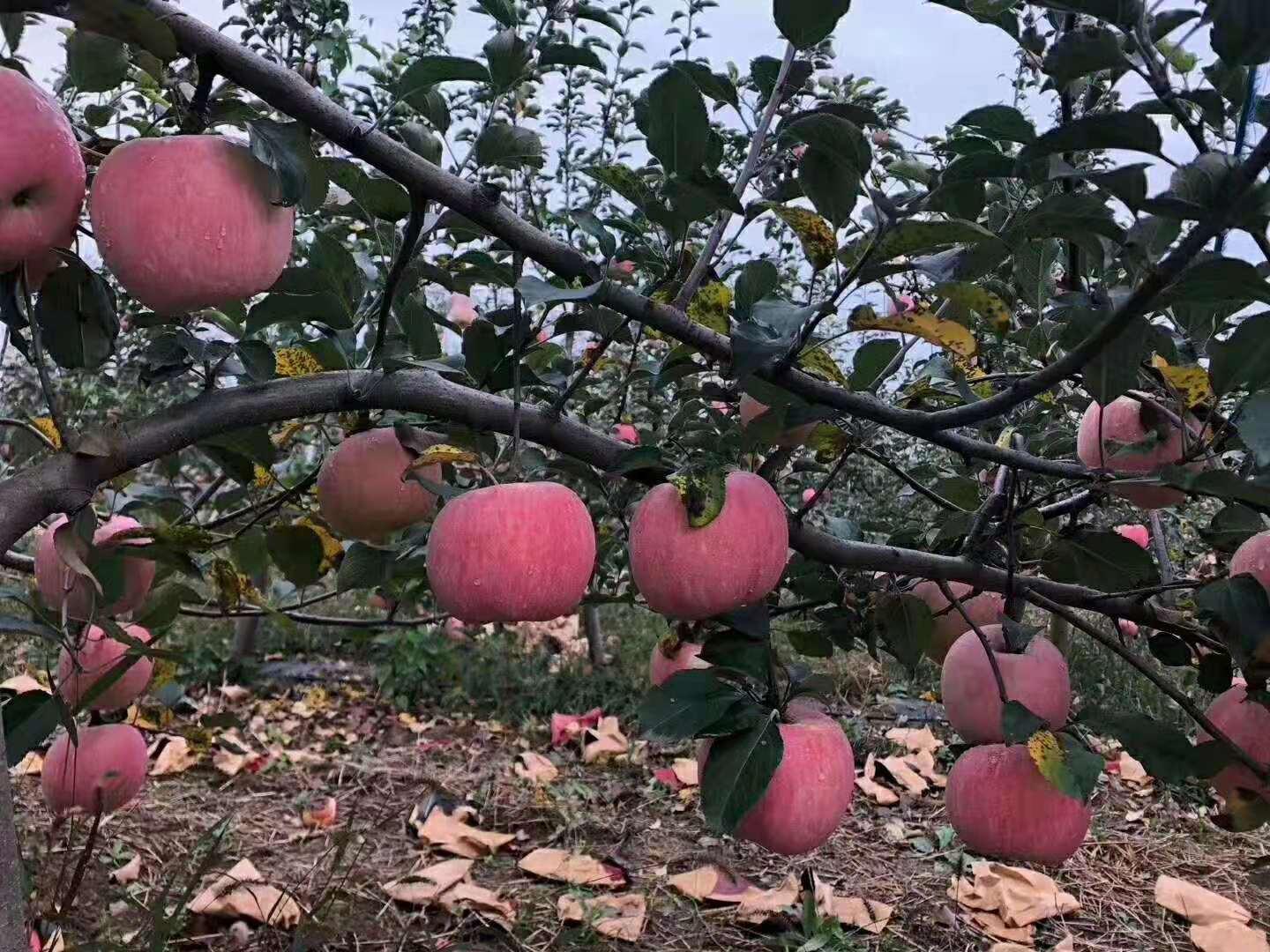 最新村介紹