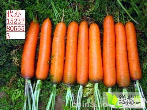 紅蘿卜價(jià)格最新行情