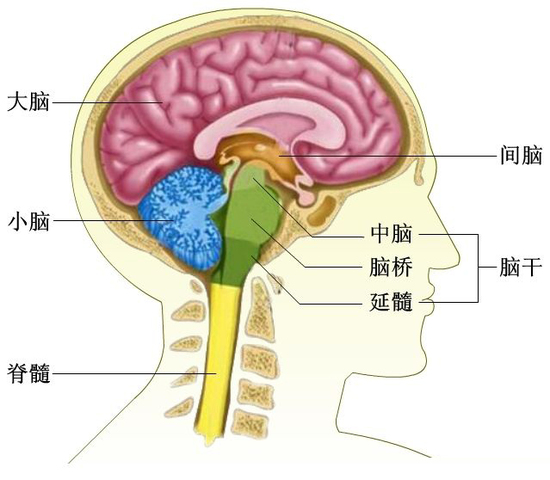 結(jié)腦最新