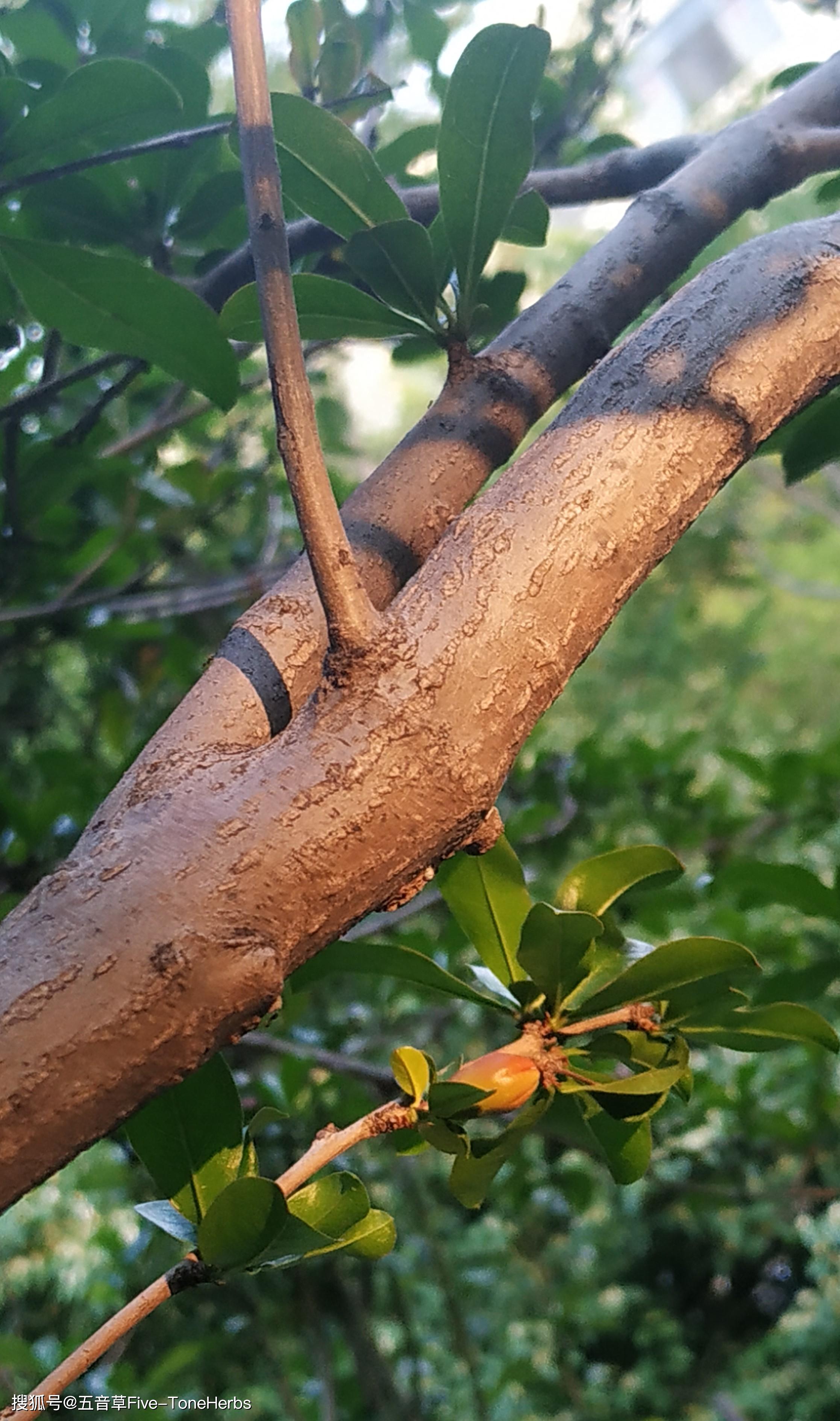 榴蓮與友情的溫馨故事，一顆榴蓮的溫暖旅程