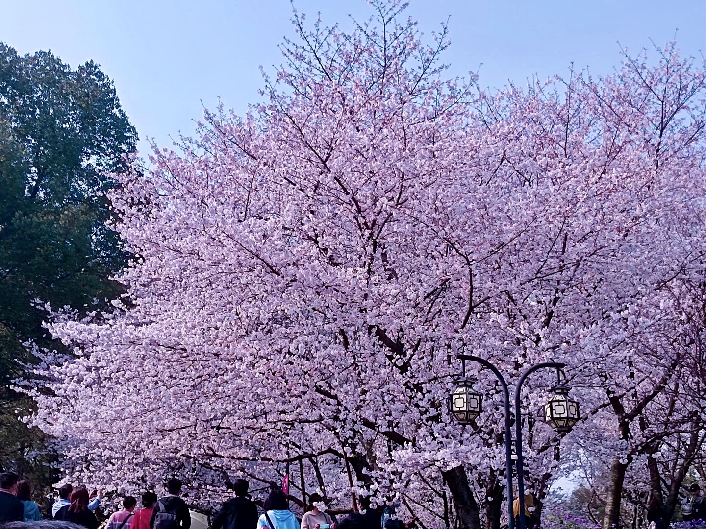 最新櫻花團(tuán)，探索自然美景，尋找內(nèi)心的平和寧靜之旅